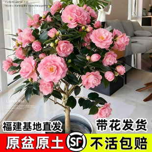茶花树苗盆栽香妃好养活四季 山茶花大红赤丹室内外阳台耐寒绿植物