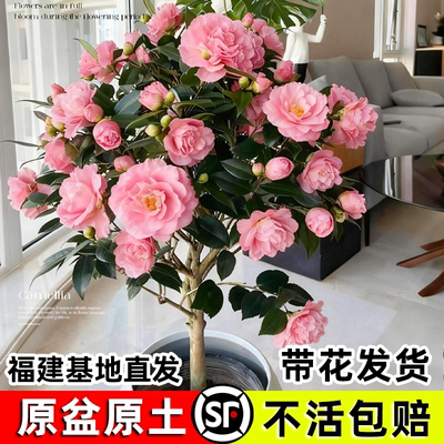 香妃山茶花四季大红赤丹绿植物