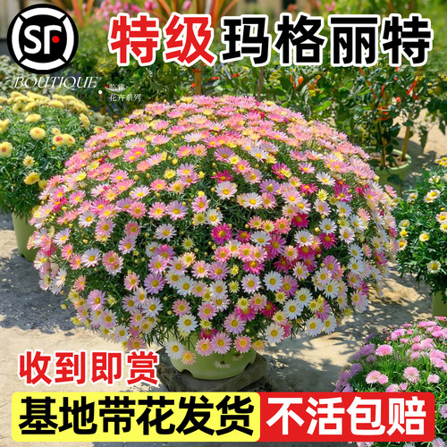 大盆玛格丽特盆栽【带花发货】