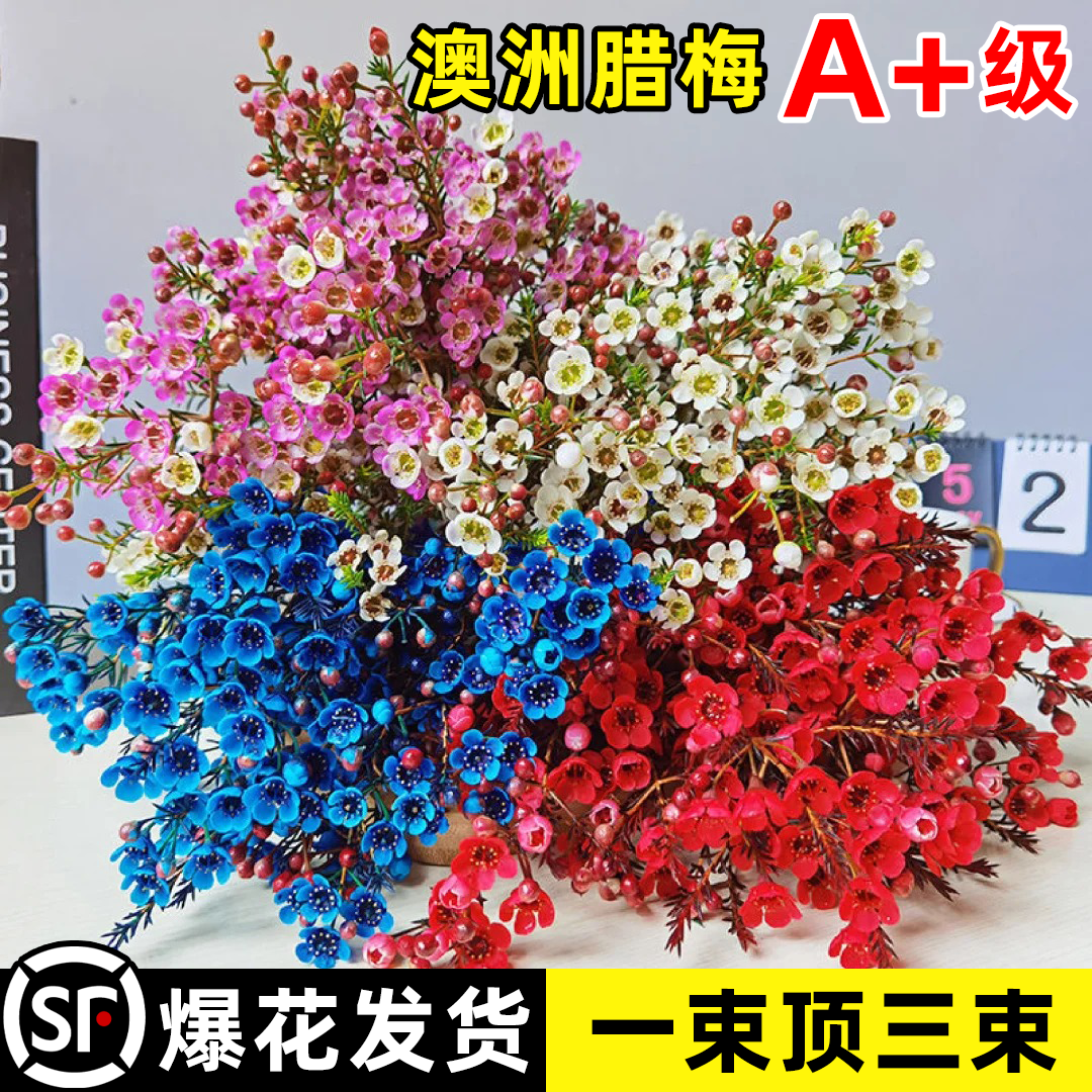 澳洲腊梅鲜花鲜切花束干花插花室内客厅水养花卉摆件盆栽年宵真花