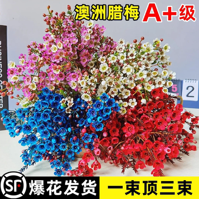 澳洲腊梅真花鲜切年宵花束