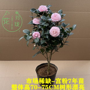 宫粉茶花又名小桃红广东粉纯粉色文瓣花型带花苞山茶Y苗名贵品种