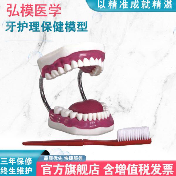 口腔护理H牙牙线练习倍）牙护理28教学模具O模型保健牙齿颗模弘清