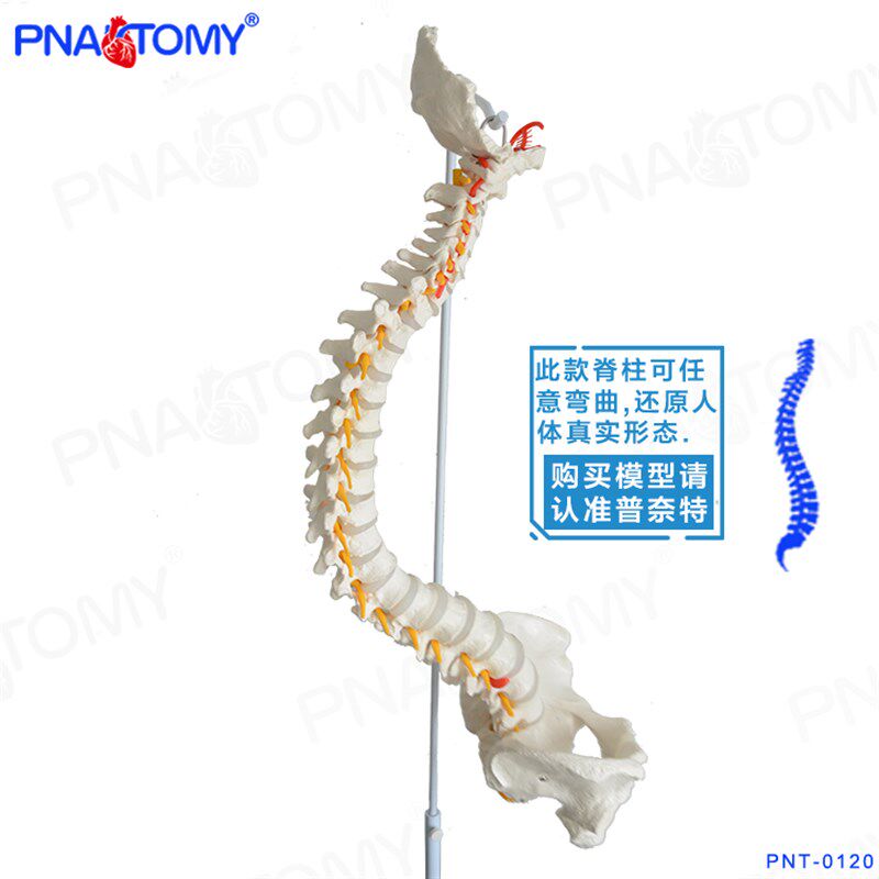 Pnatodmy 新款人体脊柱模型人体1:1脊椎模型人体骨骼模型可弯曲