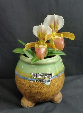 绿缘兜兰 红旗x巧花P charlesworthii X helenae小型桌面盆栽