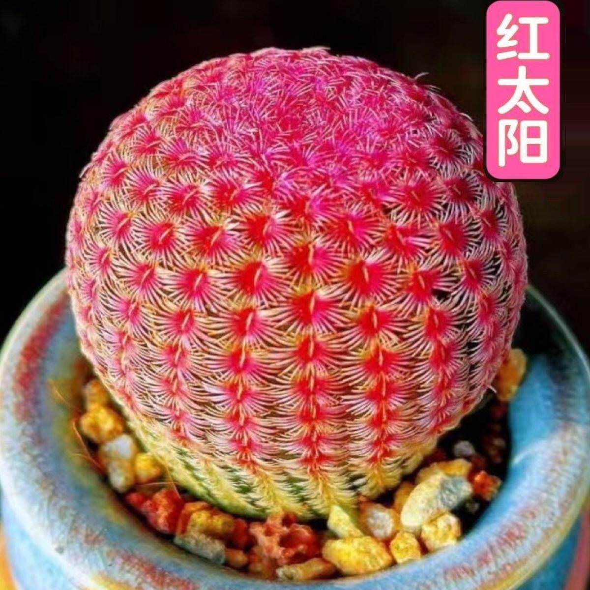 实生根红太阳多肉植物开花仙w人球四季好养紫太阳室内阳台桌面摆
