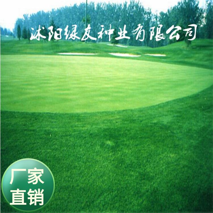 公司公园小区场所种植的低矮兰引三号四季青草籽草草坪