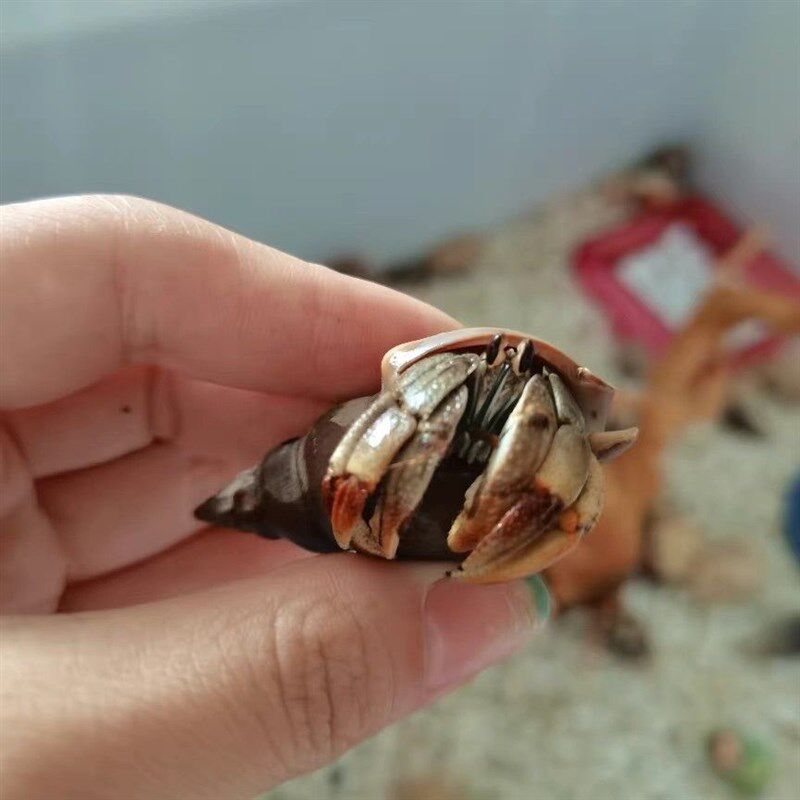 宠物寄居蟹草莓灰白短腕深紫凹足Lila淡紫厄瓜多尔陆生观赏蟹淡水
