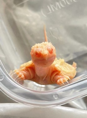 白化佛鳄龟黄化佛鳄魔眼佛鳄中美拟鳄龟观赏龟宠物龟鱼缸深水观赏