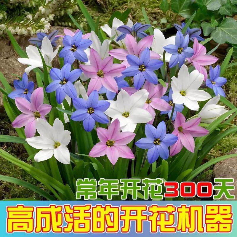 葱兰花苗风雨兰观花植物韭菜兰葱B莲石蒜绿化花卉四季种植室内庭