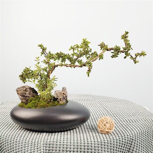 六月雪盆景造型老k桩悬崖茶室窗台花卉阳台室内绿植精品礼品盆栽