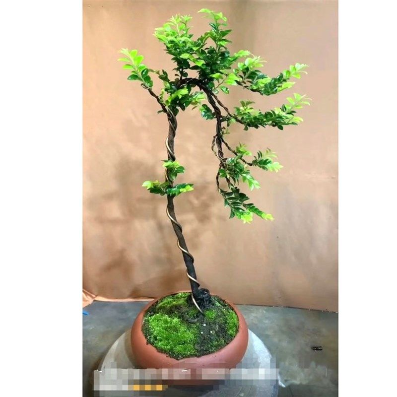 造型文人桩小叶紫檀树桩盆景办公桌客厅玄关桌面绿植.盆栽黑骨茶