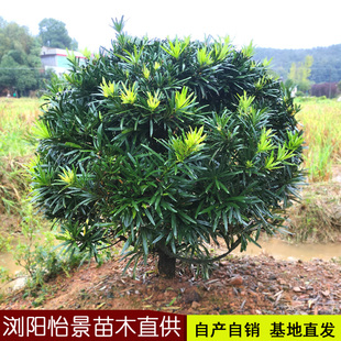 罗汉松球形树苗罗汉松定型小叶雀舌罗汉松盆景老桩别墅庭院耐寒