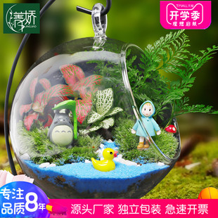 12cm苔藓新鲜植物迷你小盆栽 幼儿园桌面微景观生态玻璃瓶diy材料