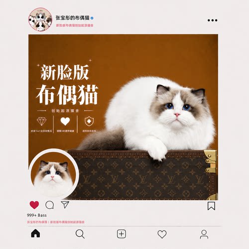 张宝彤布偶猫舍｜新脸版布偶猫宠物级猫咪活物幼崽—胖团弟弟
