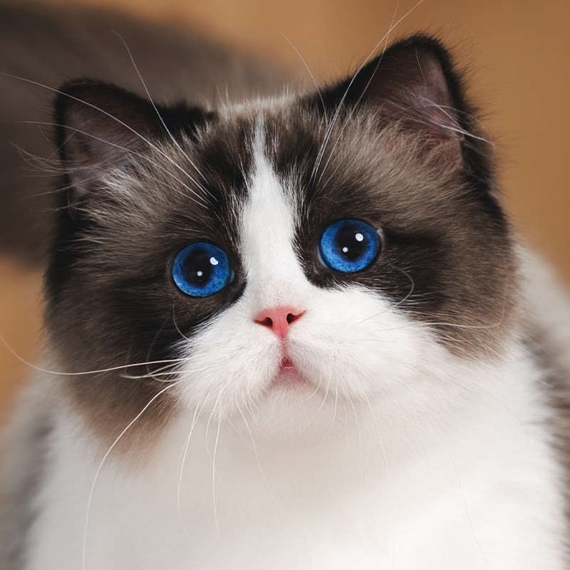 张宝彤布偶猫舍｜新脸版布偶猫宠猫咪