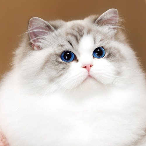 张宝彤布偶猫舍｜咪呀弟弟