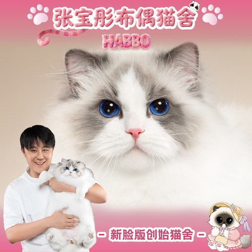 张宝彤布偶猫舍｜新脸版布偶猫宠物级猫咪活物幼崽—饭团弟弟