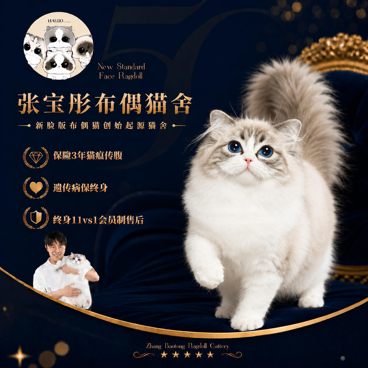 张宝彤布偶猫舍｜新脸版布偶猫宠物级猫咪活物幼崽—小多肉妹妹
