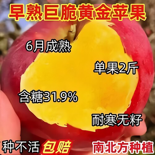 正宗烟台红富士苹果树苗脆