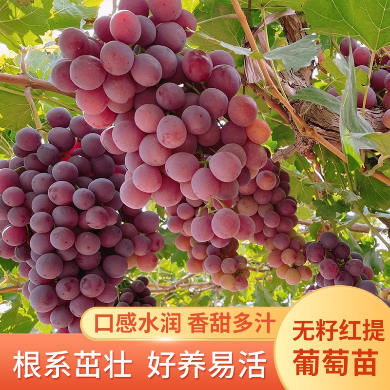 无籽红提葡萄树苗夏黑巨峰无核葡萄树苗葡萄南北方种植当年结果