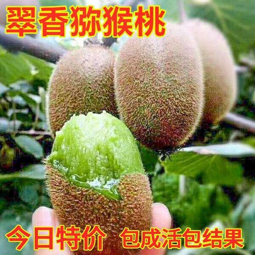 翠香猕猴桃苗南北方种植当年结果嫁接苗绿肉猕猴桃果树苗盆栽地栽