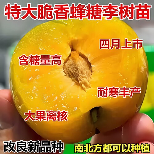 早熟蜂糖李子树苗新品种特