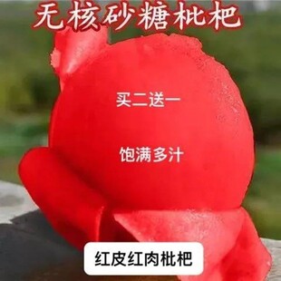 五星枇杷苗树地栽南北方红肉无核枇杷苗早钟塘栖嫁接枇杷树苗