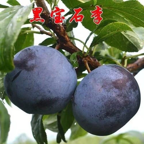 黑宝石李子南方北方当年结果盆栽地栽阳台嫁接苗树苗种植果树苗