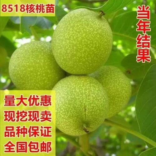 核桃树苗地栽庭院薄皮8518