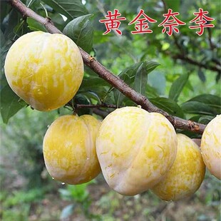 种植李子树苗 黄金奈李树苗 金黄油奈李子苗嫁接青奈李苗南方种植