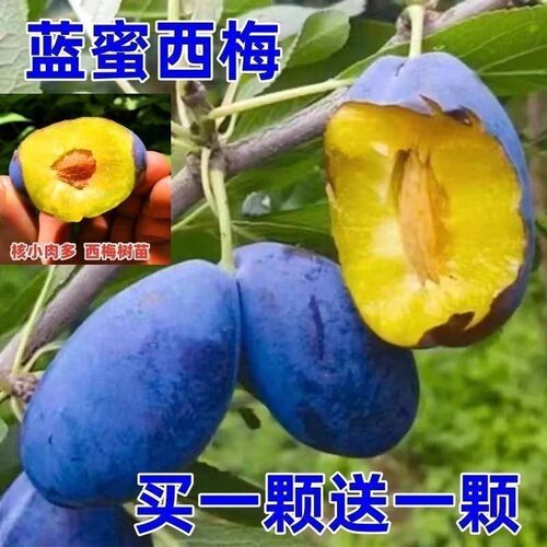 新品西梅树苗蓝蜜李子嫁接
