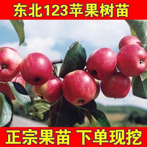 东北特产123果树苗沙123
