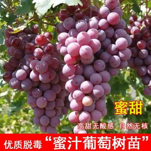 新品种耐寒甜葡萄蜜汁苗嫁