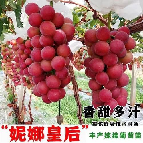妮娜皇后葡萄树苗大果爬藤