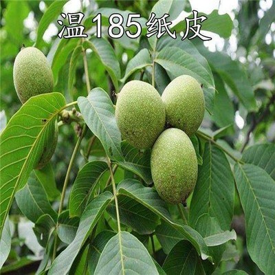 新疆阿克苏纸皮核桃温185