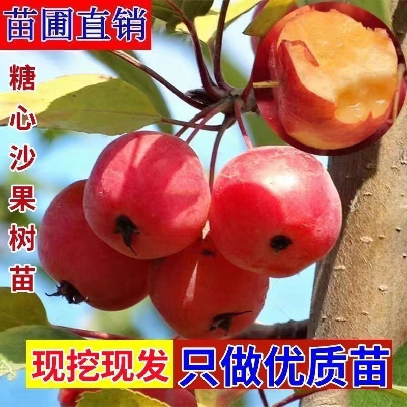糖心沙果树苗苹花红耐寒