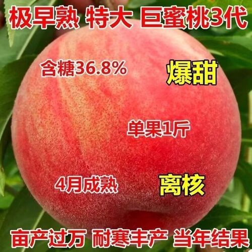 早熟水蜜桃树苗嫁接黄苖当