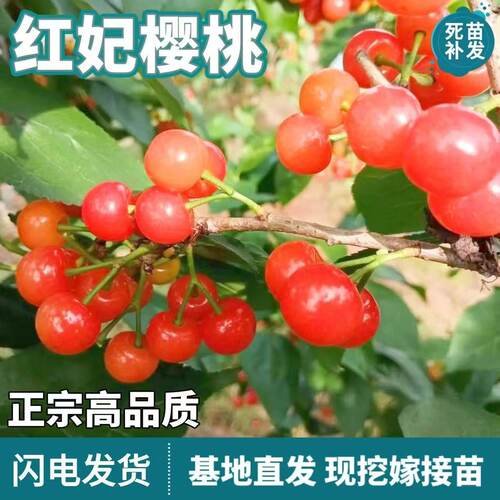 红妃樱桃树苗果树嫁接樱桃南北方庭院地栽盆栽水果树苗当年结果