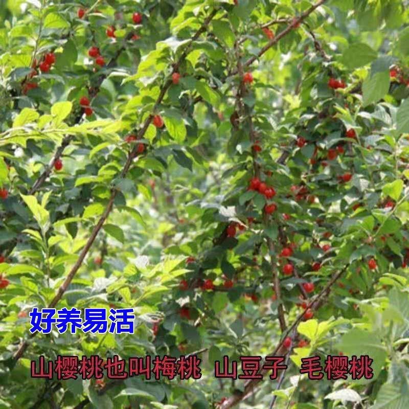 山西樱桃树毛樱桃欧美甜樱桃当年挂果树苗可嫁接车厘子大樱桃