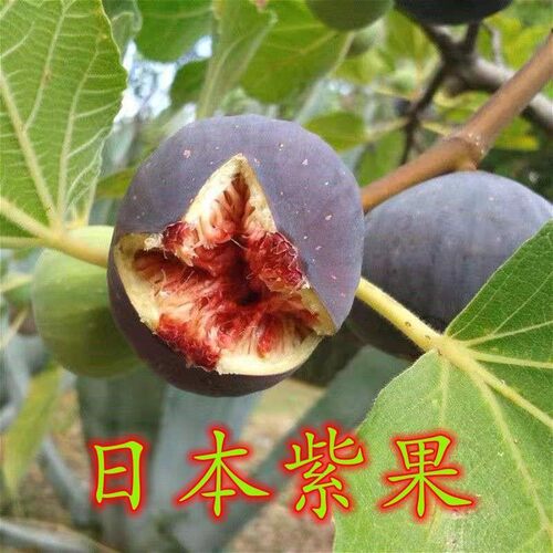 日本紫果无花果树苗南方北方种植当年结果抗寒无花果树苗果苗