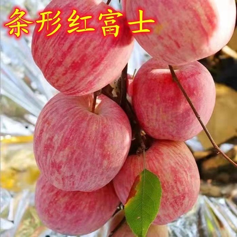 条形红富士苹果树苗嫁接盆