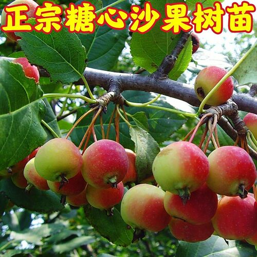 糖心沙果树苗北方耐寒冻嫁