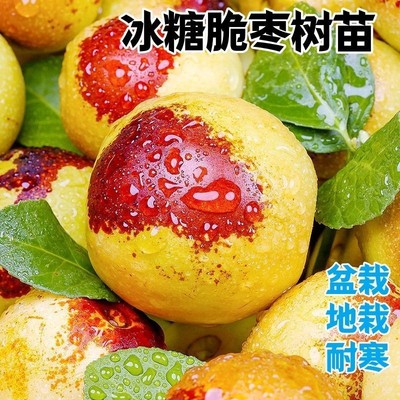 正宗嫁接冰糖脆枣树苗南方