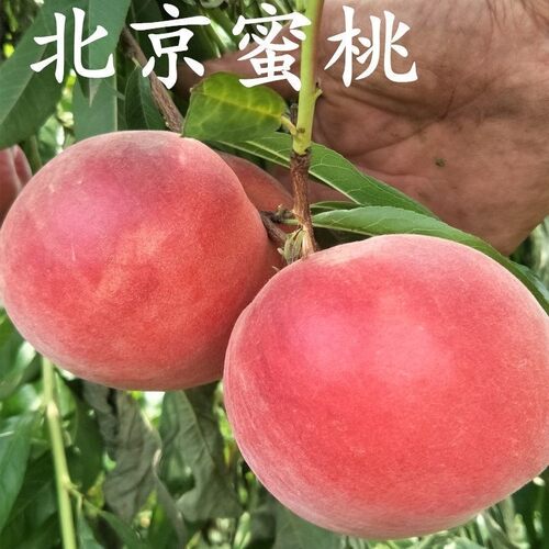 嫁接桃树苗北京九号大桃苗北京蜜桃8号桃树苗南北方种植当年结果