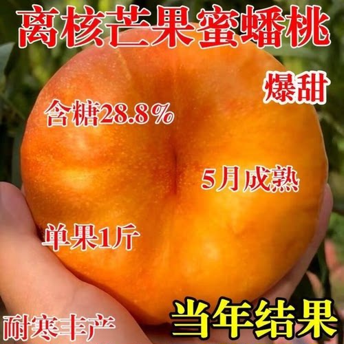 桃树苗新品种特大耐寒嫁接