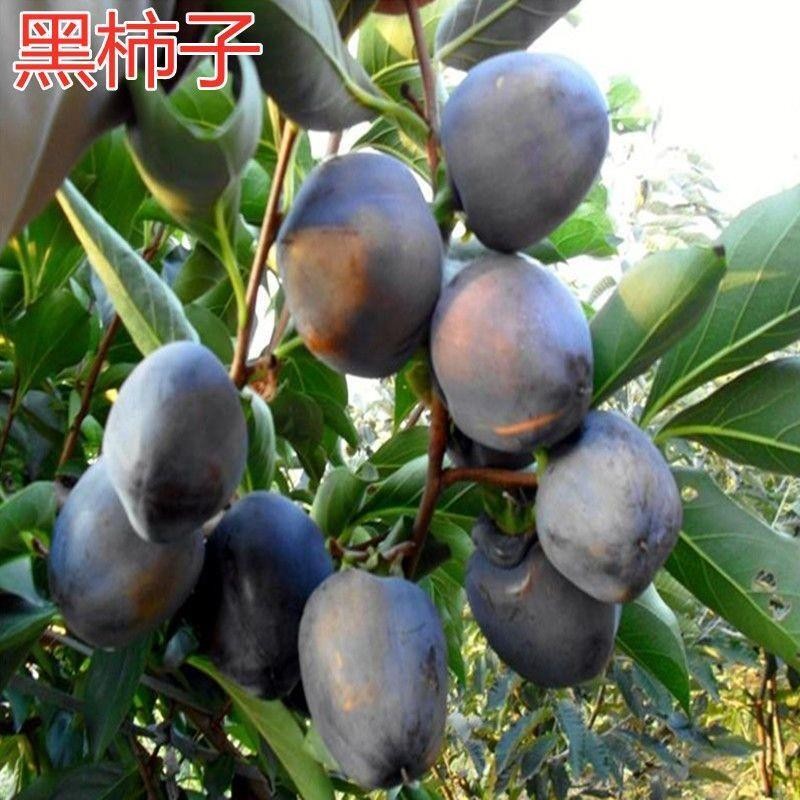 正宗黑柿子树苗 水晶柿子树苗 嫁接柿苗地栽苗红灯笼柿苗当年结果