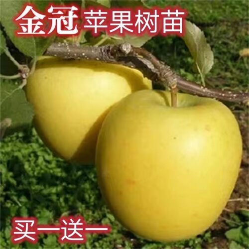 新品种金冠苹果树苗正宗当
