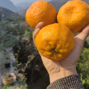长阳清江椪柑当季新鲜水果应季水果现摘5斤精品纯甜产地直发