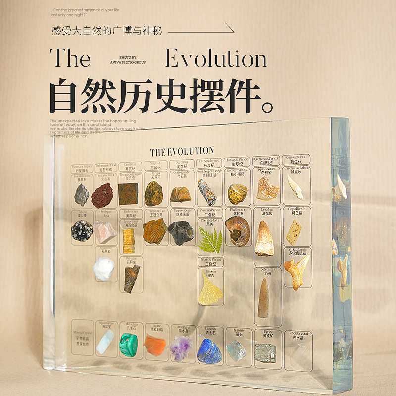 31种天然矿物化石植物手作包埋家居摆件树脂镶嵌摆台高端收藏送礼
